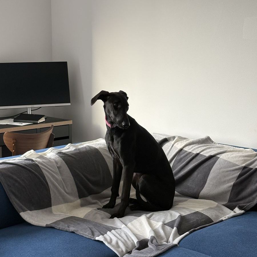 Greyhound lab mix 1.5 years old