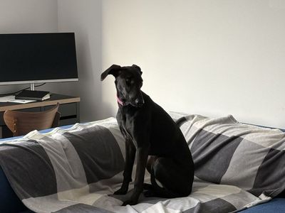 Greyhound lab mix 1.5 years old