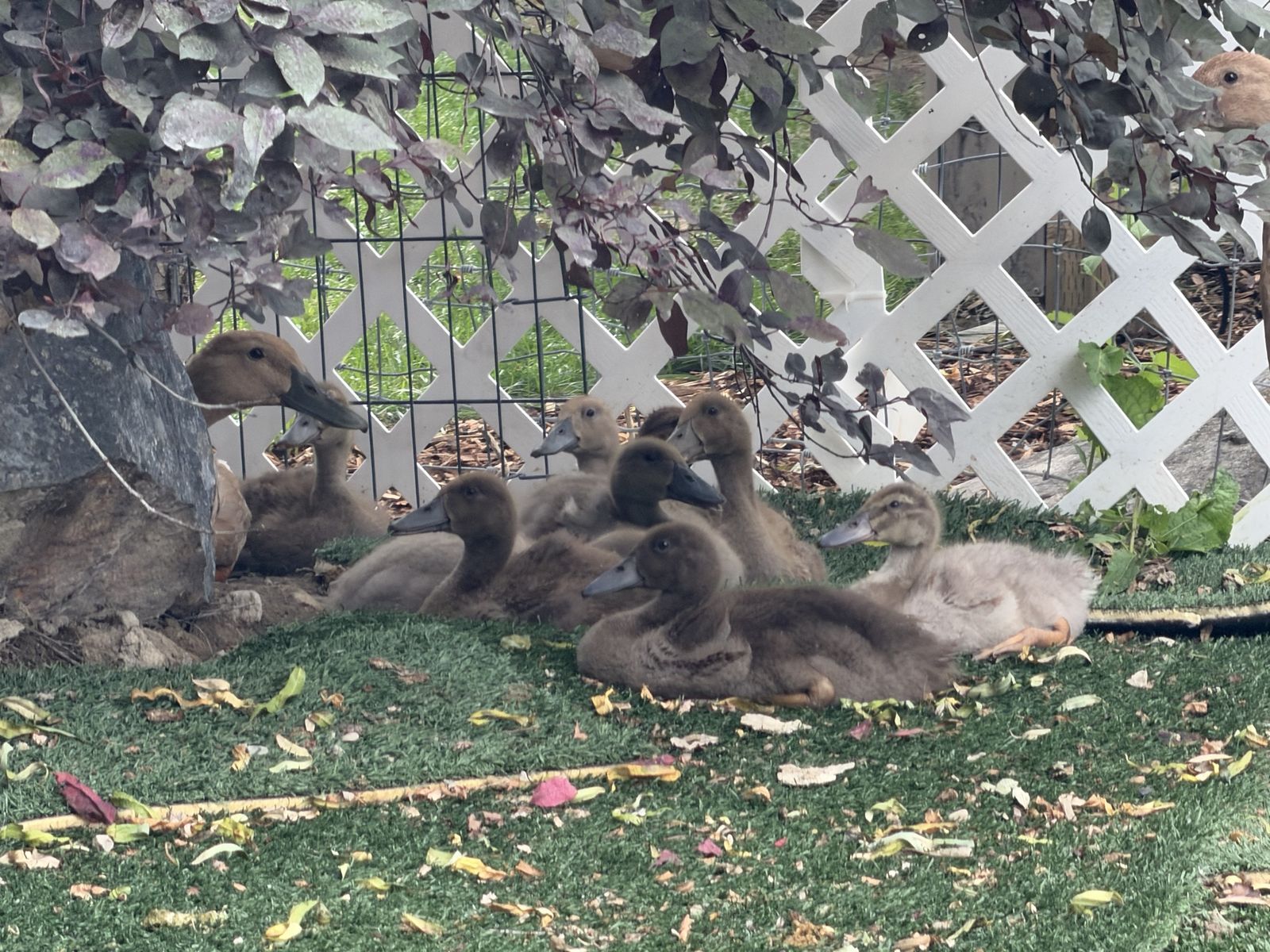 Ducklings