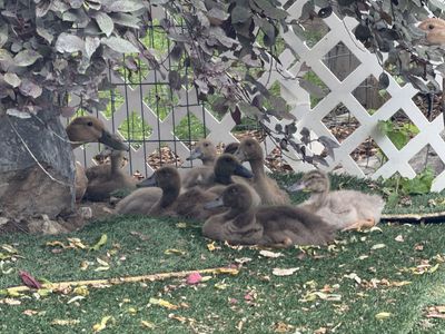 Ducklings