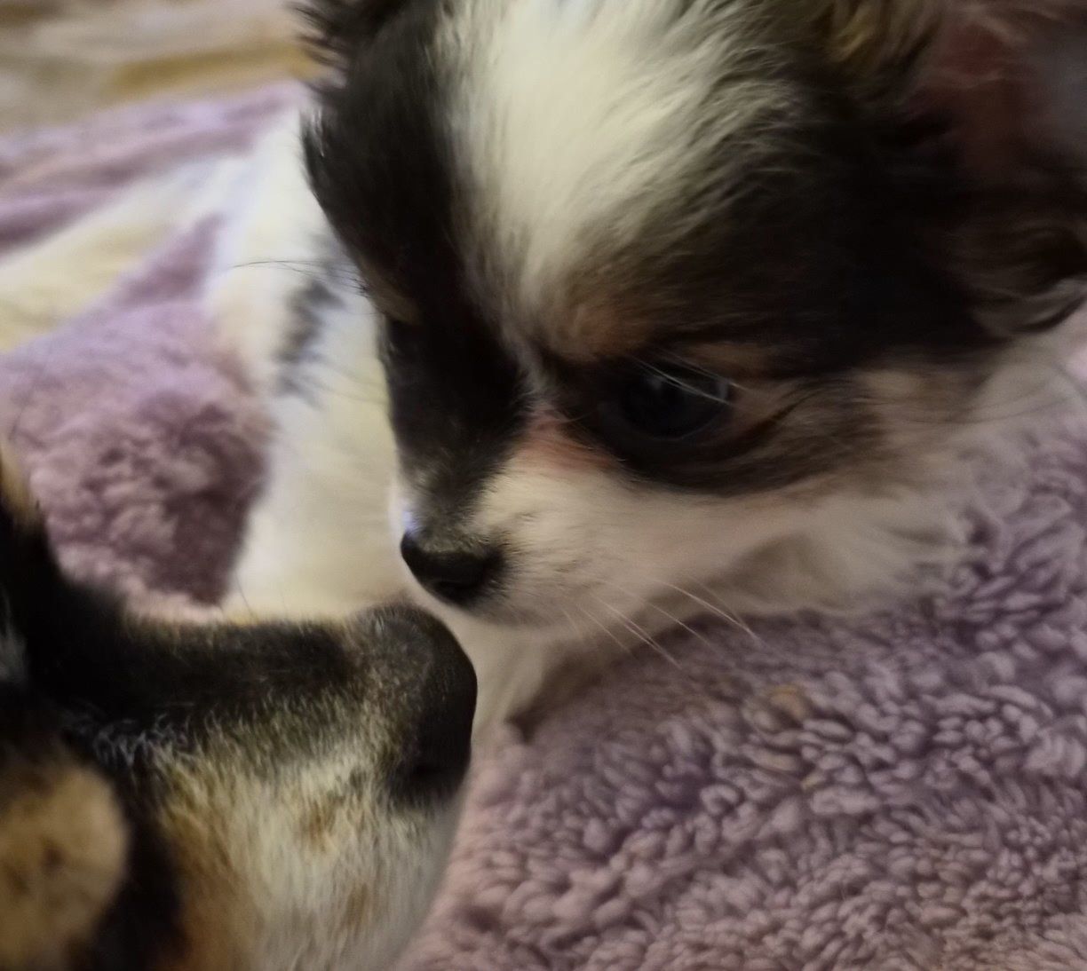 Tea Cup Purebred long haired chihuahua Puppies 1 Male 2 females