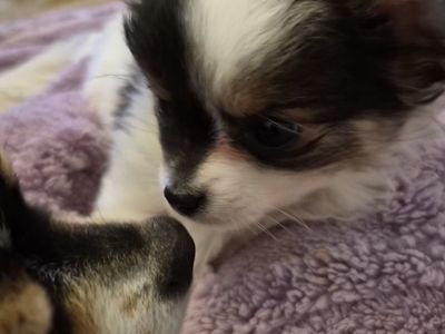 Tea Cup Purebred long haired chihuahua Puppies 1 Male 2 females