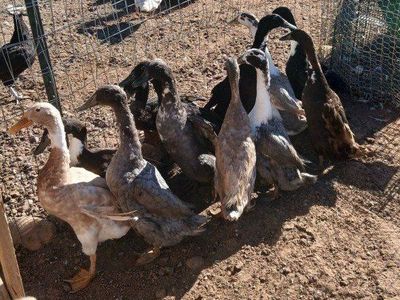 Male Ducks/ Drakes , Roosters