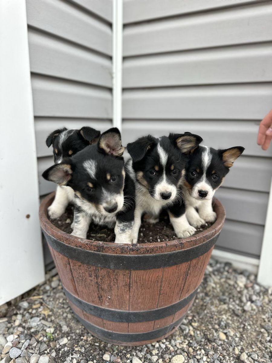 Cowboy corgis