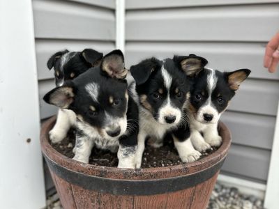 Cowboy corgis