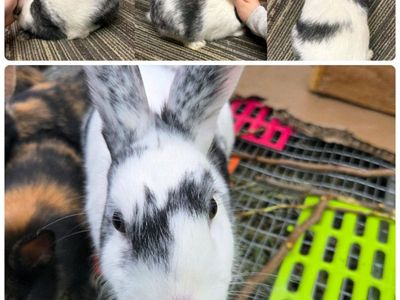 Purebred Magpie Harlequin Bunny Rabbit