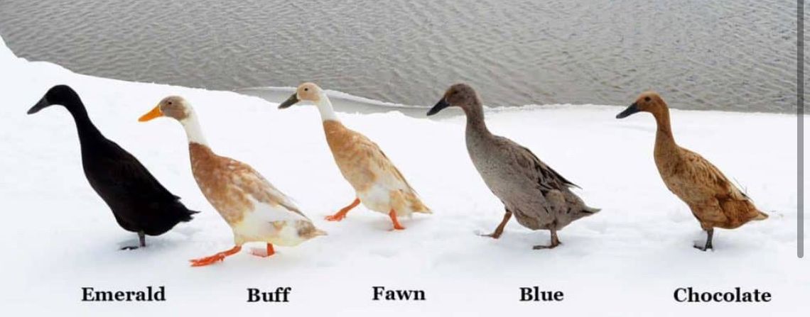 Looking for any Runner females or any female ducks