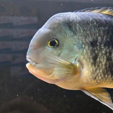 nicaraguan cichlid