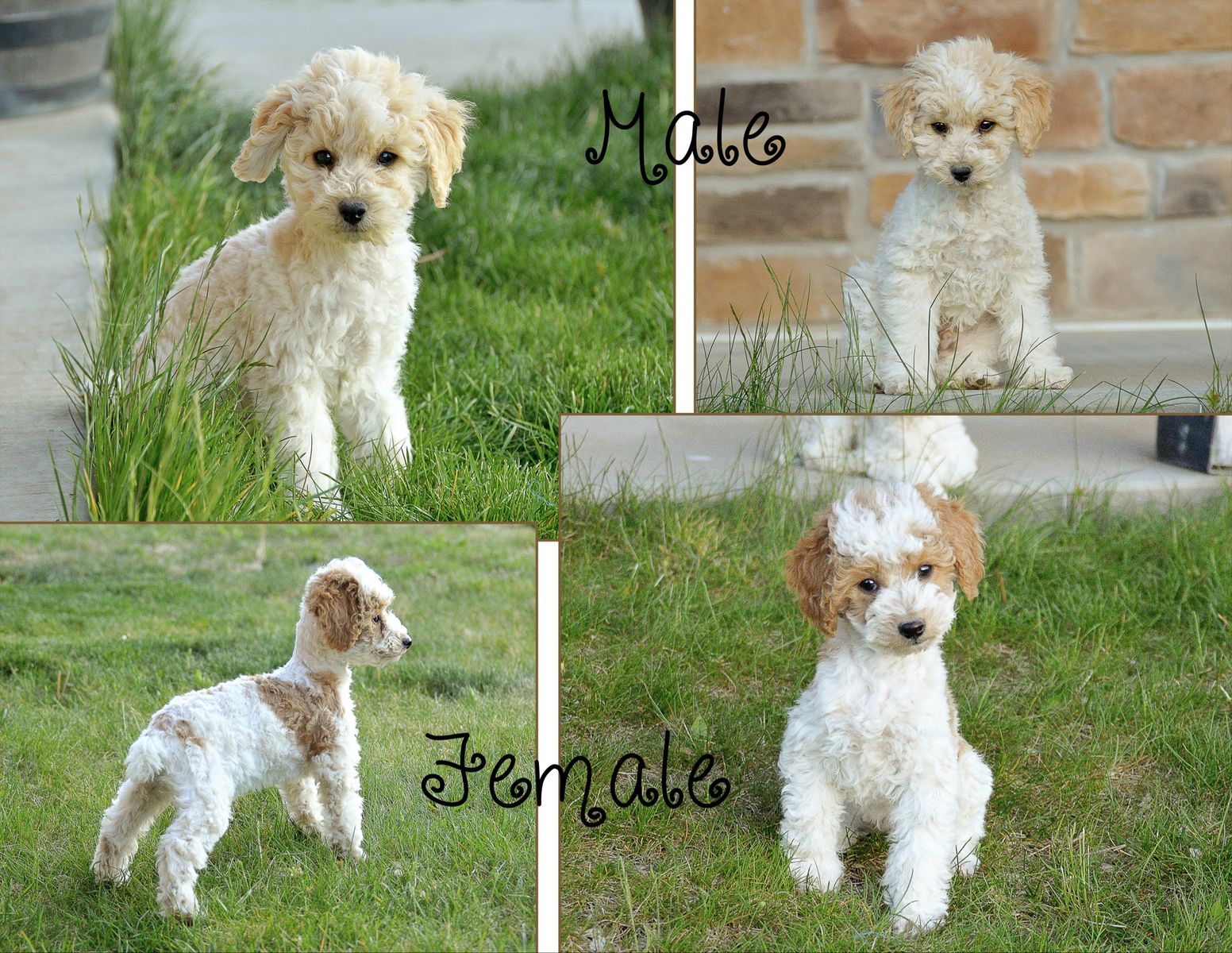 Purebred Poodle Puppies