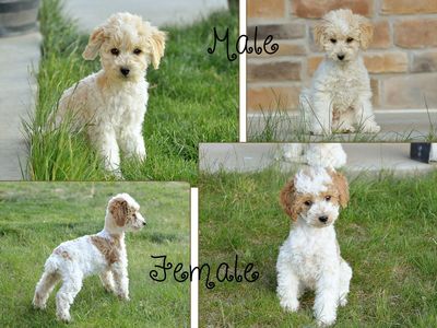 Purebred Poodle Puppies
