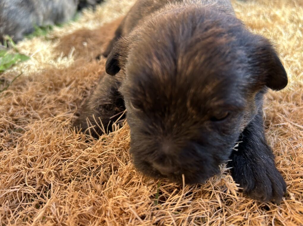 Cairn Terrier Puppies  (Toto)