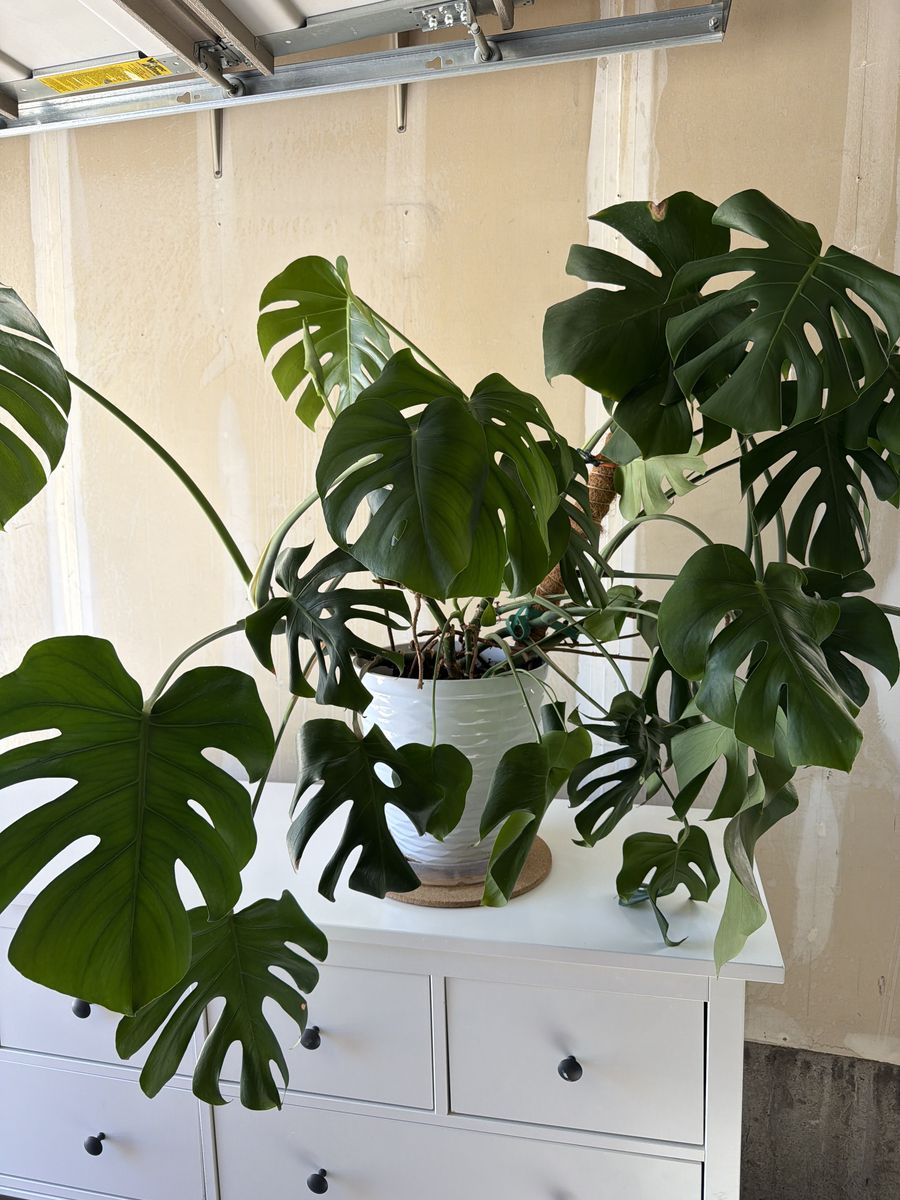 Beautiful Monstera Plant