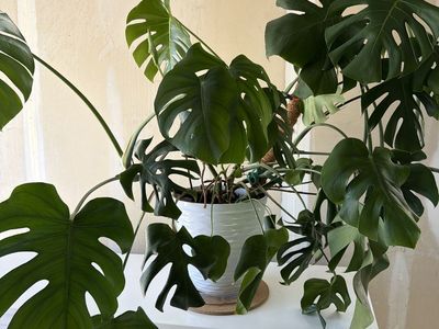 Beautiful Monstera Plant