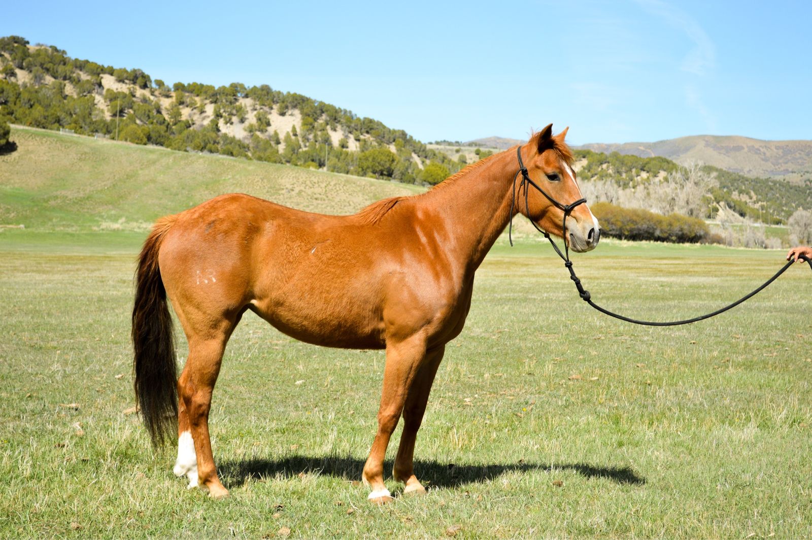 Flashy 4 Year Old Mare