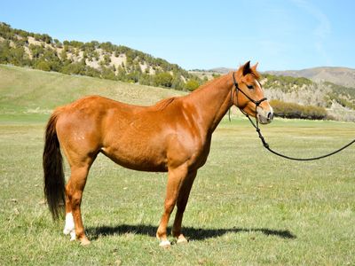 Flashy 4 Year Old Mare