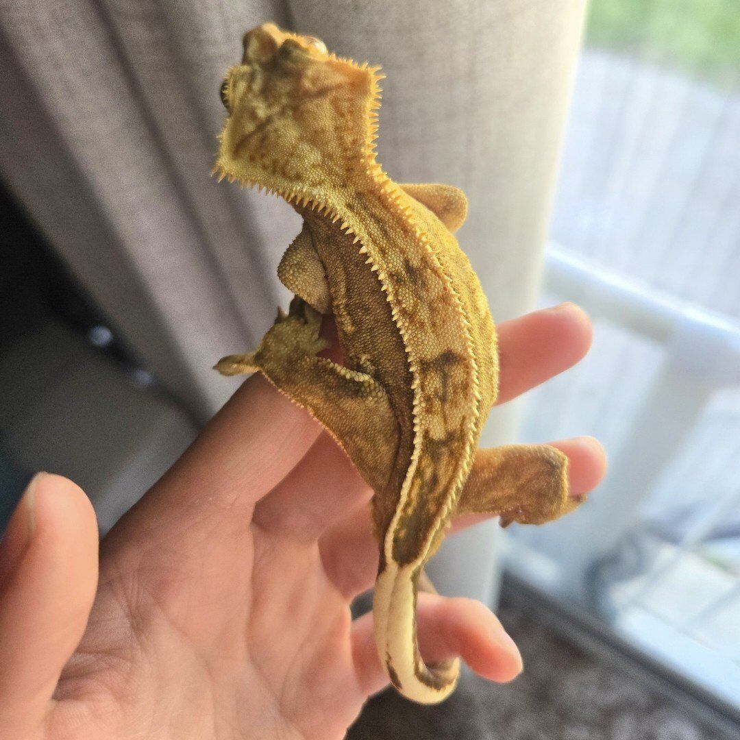 Rare 100% pinstripe yellow crested gecko