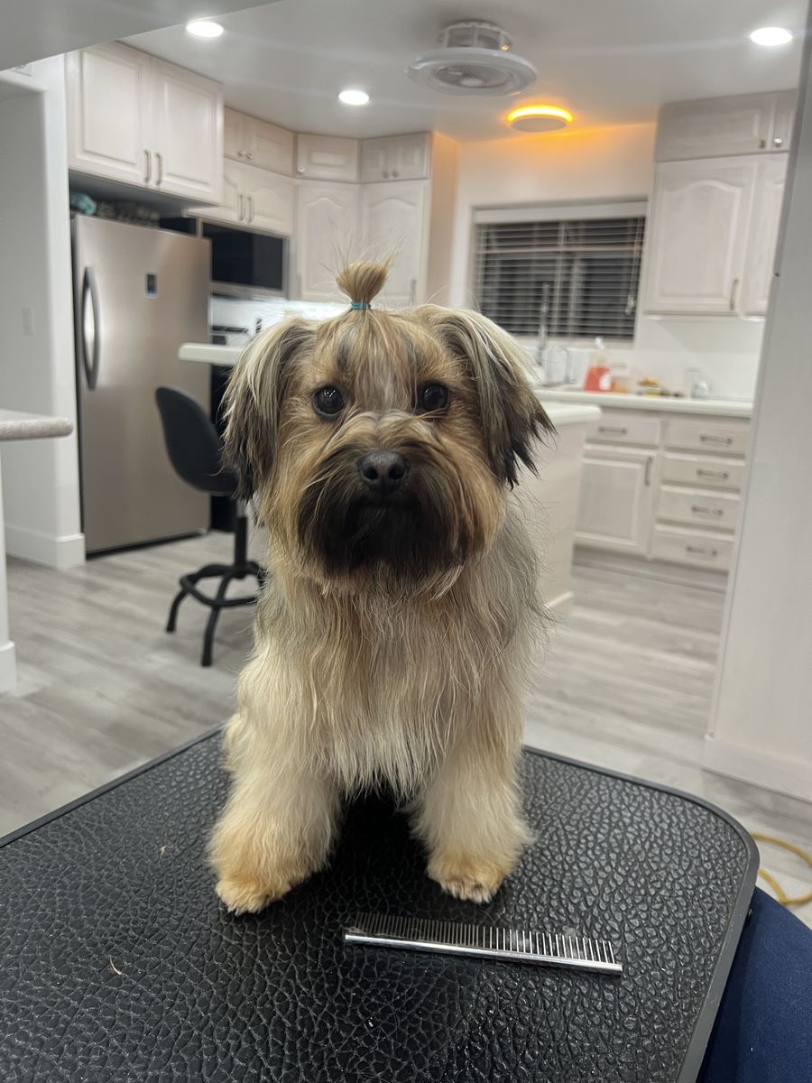 Yorkie Mix