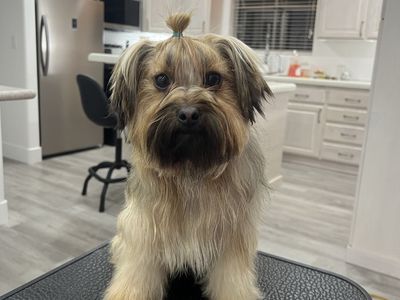 Yorkie Mix