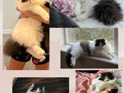 Persian stud for sale