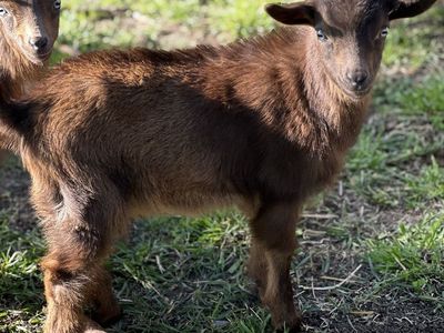 Baby Nigerian dwarf goats