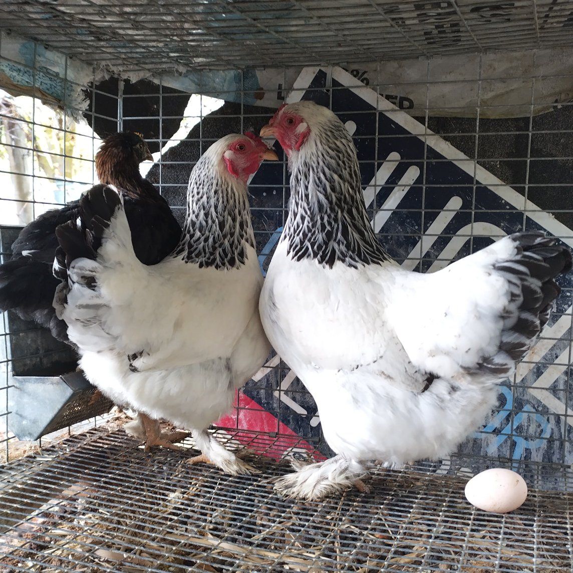 2 Bantam Brahma hens 2 years old PETS not food