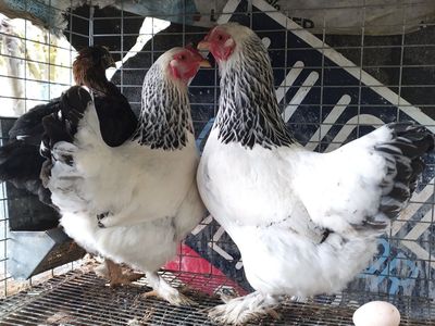 2 Bantam Brahma hens 2 years old PETS not food