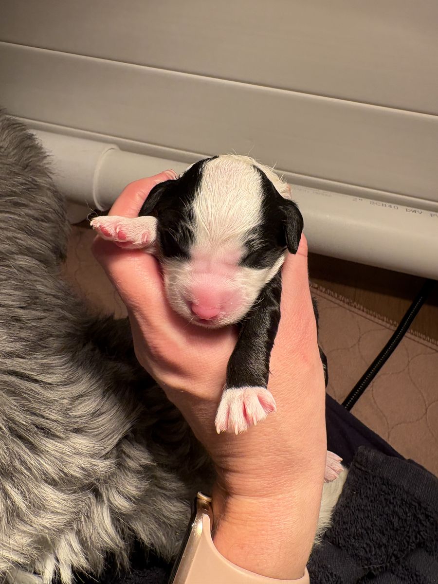 F1 Mini Sheepadoodle Puppies