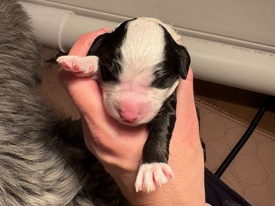 F1 Mini Sheepadoodle Puppies