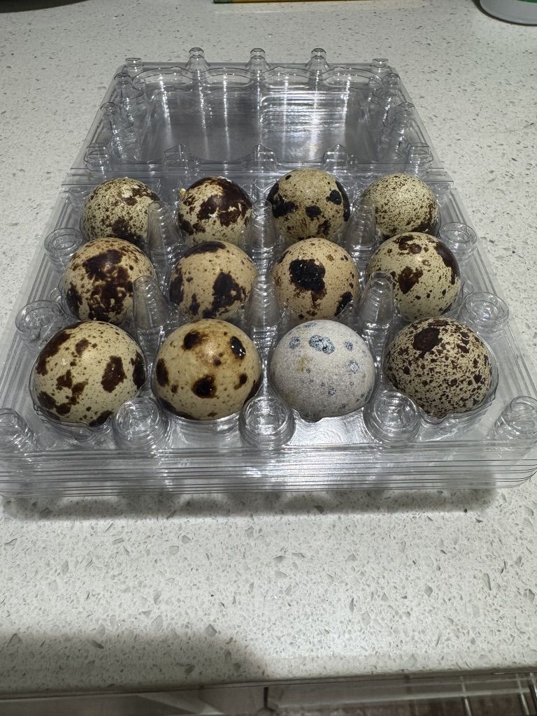 Fresh Quail Eggs