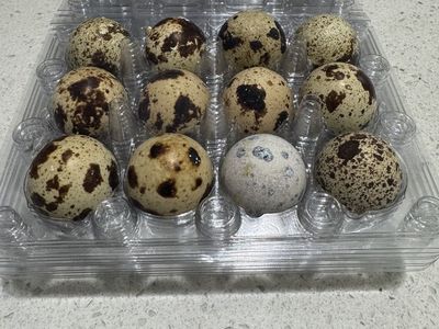 Fresh Quail Eggs
