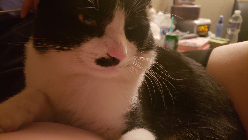 MISSING MY KITTY: PATCHES