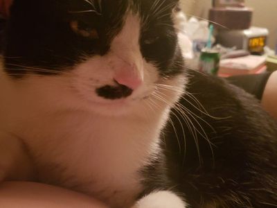 MISSING MY KITTY: PATCHES