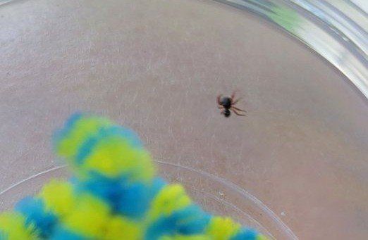 Baby JUMPING SPIDERS! regal, ready!