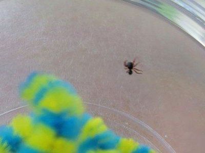 Baby JUMPING SPIDERS! regal, ready!