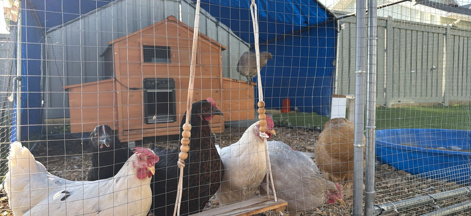 7 chickens for sale