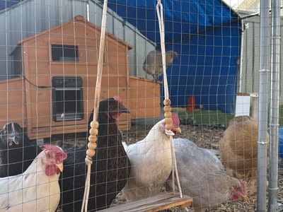 7 chickens for sale