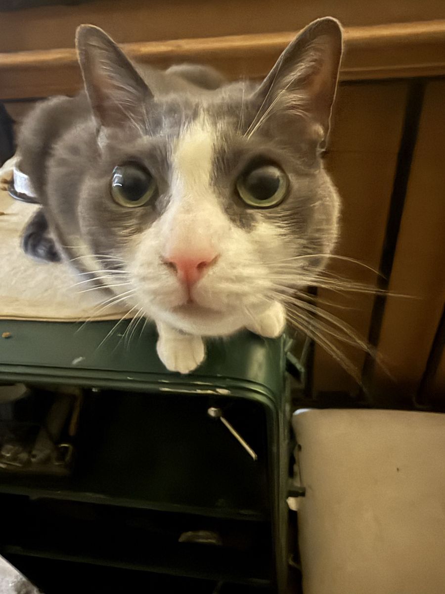 Friendly Gray & White Domestic Shorthair Cat - Ready for a Loving Home!