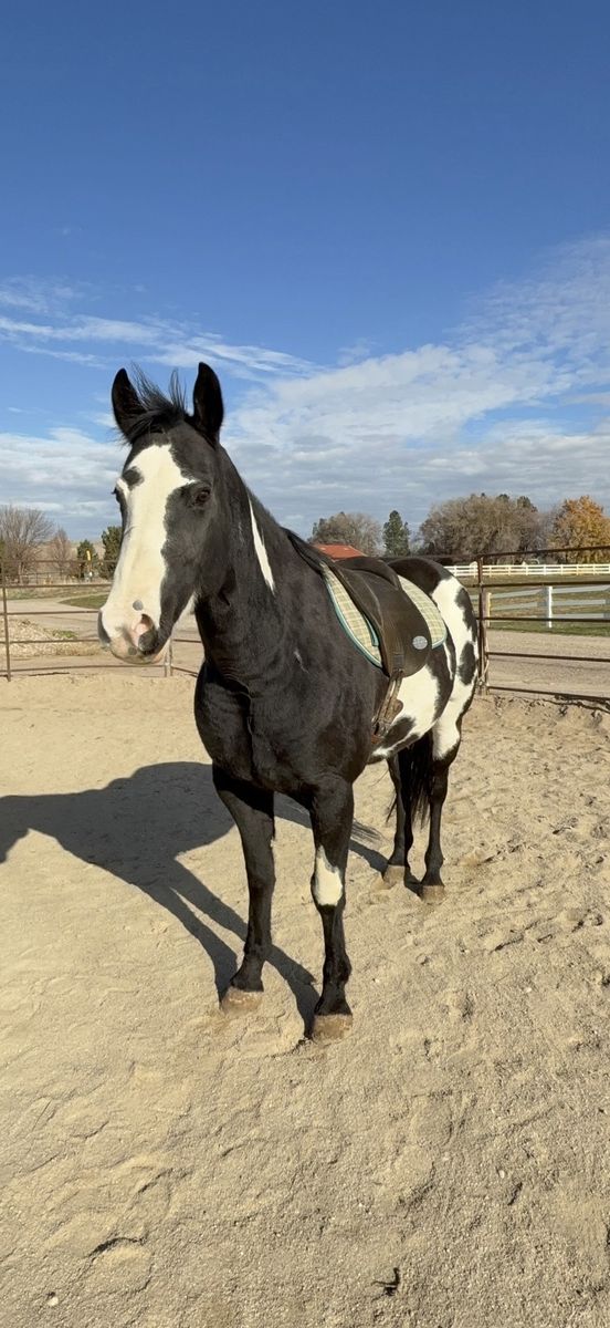 Beautiful paint mare