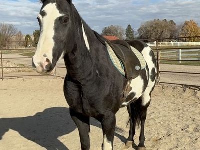 Beautiful paint mare