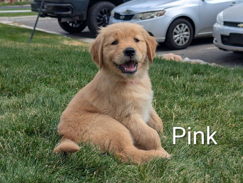AKC Golden Retriever Puppies