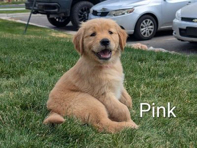 AKC Golden Retriever Puppies