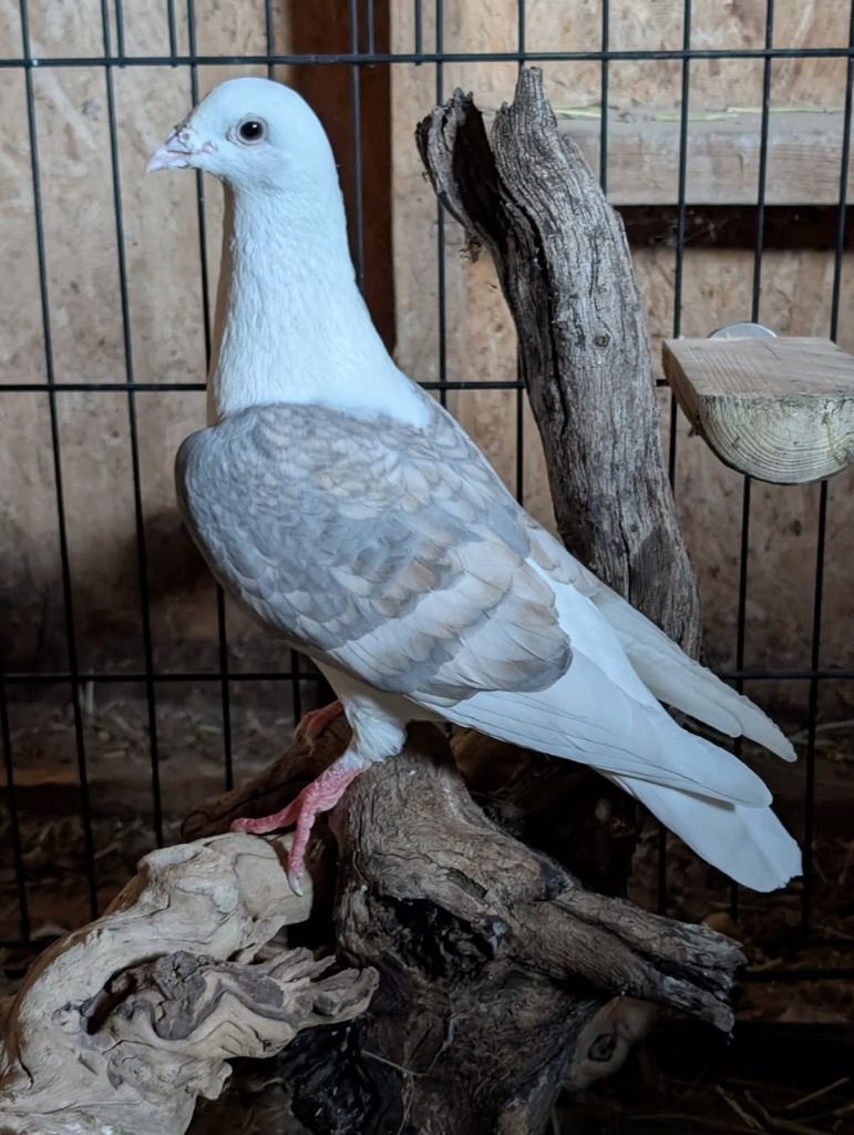 Nubird the Pigeon