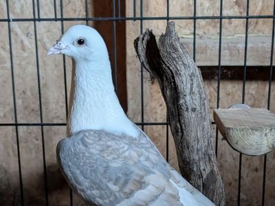 Nubird the Pigeon