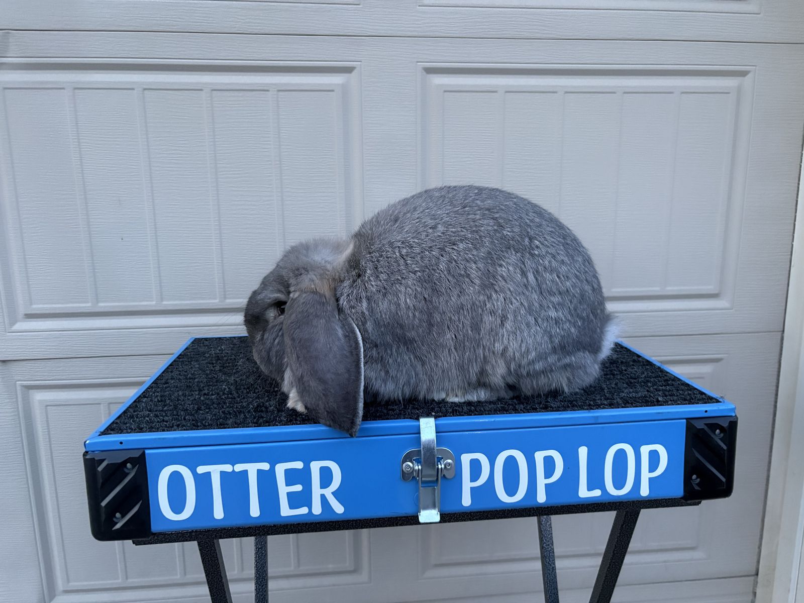 French Lop Trio