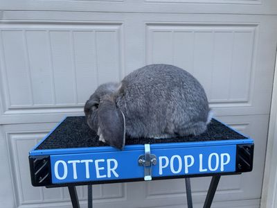 French Lop Trio