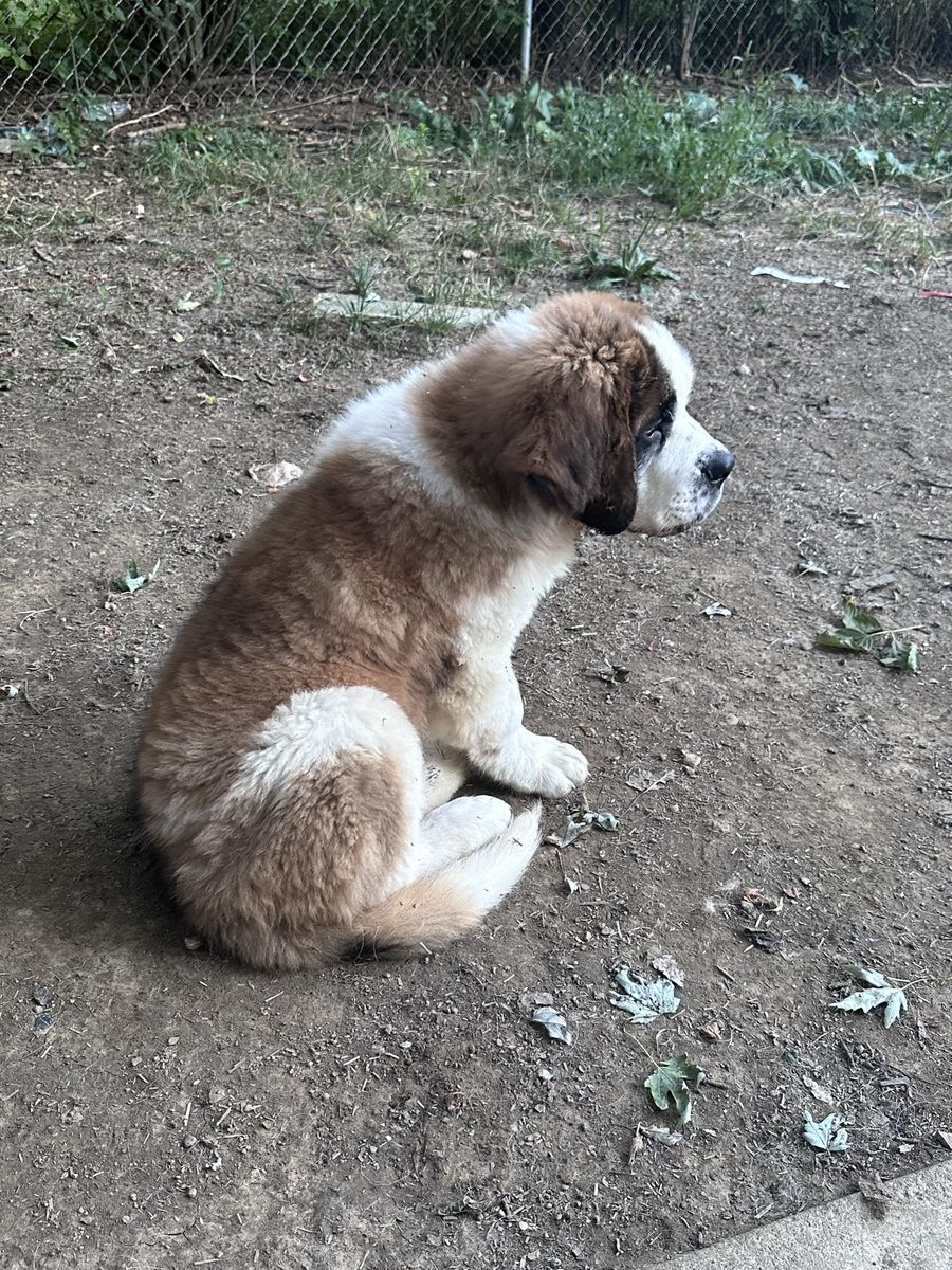 Saint Bernard puppies