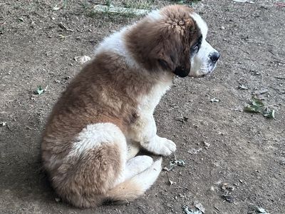 Saint Bernard puppies