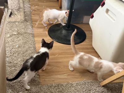 Kittens