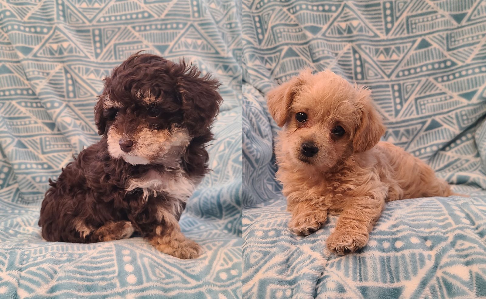 Female Yorkiepoo Puppies