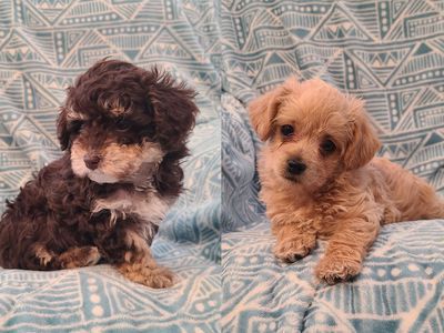 Female Yorkiepoo Puppies